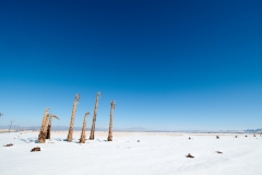 Fine Arts Dead palm trees and snow