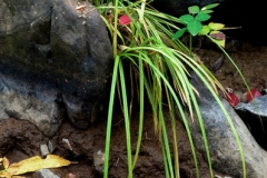 Fine Arts Mud and Plant