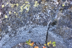 Fine Arts Plant and Granite