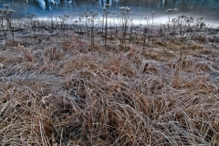 Fine Arts Yosemite Meadow