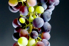 Fine Arts grape cluster