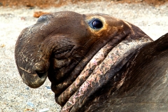 Ano Neuva Elephant Seal