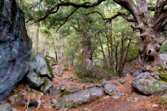 Buck at Climbing Rock