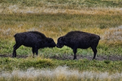 Buffalo Calves