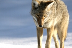 Coyote Listening