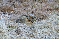 Coyote Resting
