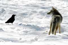 Coyote and Raven