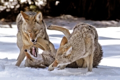 Coyotes Playing