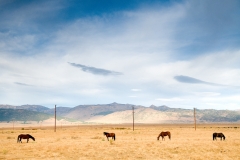 Four Horses