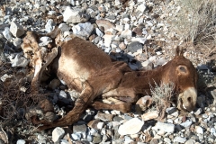 Panamint Burro