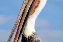 Santa Cruz Pelican