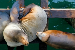 Seal and Pup