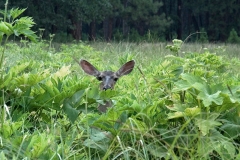 Yosemite Valley Deer